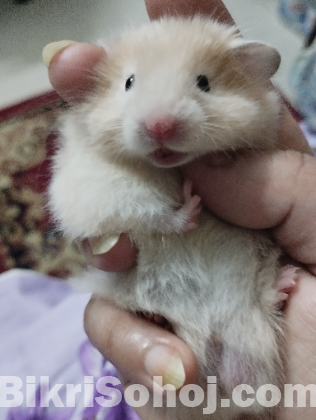 Syrian Hamster
